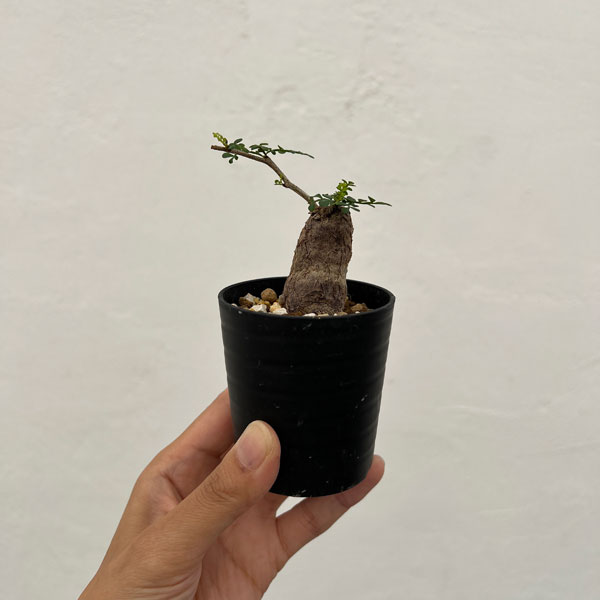 園芸ネット本店｜オペルクリカリア：パキプス（根挿し株）Sサイズ 2.5