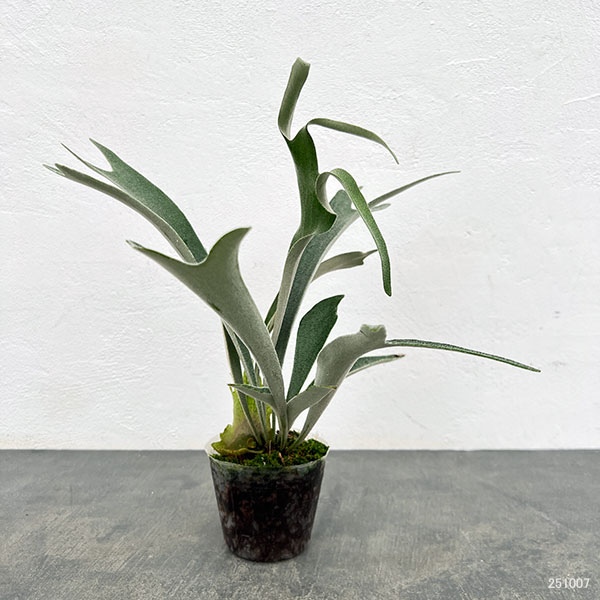 園芸ネット本店｜ビカクシダ（コウモリラン）： ベイチー ワイルド