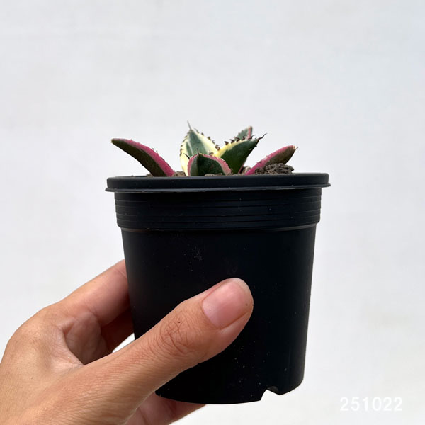 園芸ネット本店｜アガベ：チタノタ スナグルトゥース 3号ポット の通販