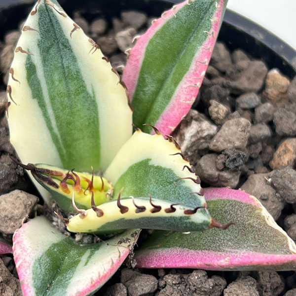 園芸ネット本店｜アガベ：チタノタ スナグルトゥース 3号ポット の通販