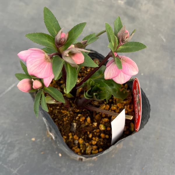 園芸ネット本店｜横山園芸さんのクリスマスローズ：プチドール25-13