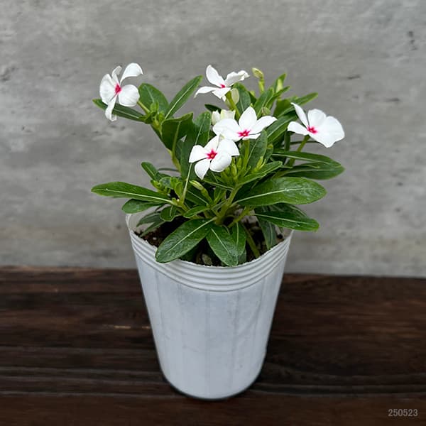 ぴ*ん様 3441☘️花、タグ付☘️プチドール⭐️超小輪⭐️超コンパクト