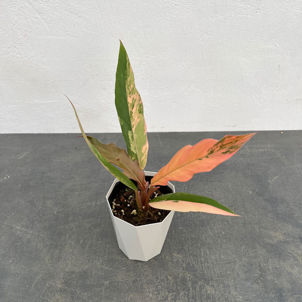 園芸ネット本店｜フィロデンドロン：キャラメルマーブル 斑入り 4号