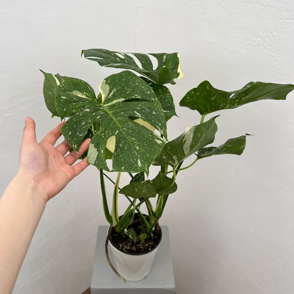 園芸ネット本店｜モンステラ：タイコンステレーション（散斑） 5号