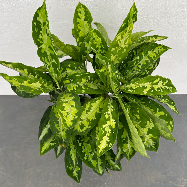 園芸ネット本店｜アグラオネマ：ピクタム 5号鉢植え の通販【公式】