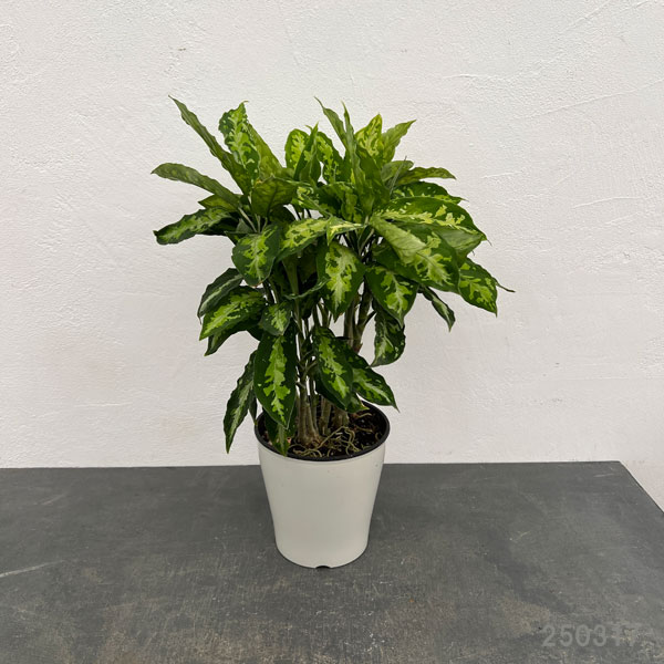 園芸ネット本店｜アグラオネマ：ピクタム 5号鉢植え の通販【公式】