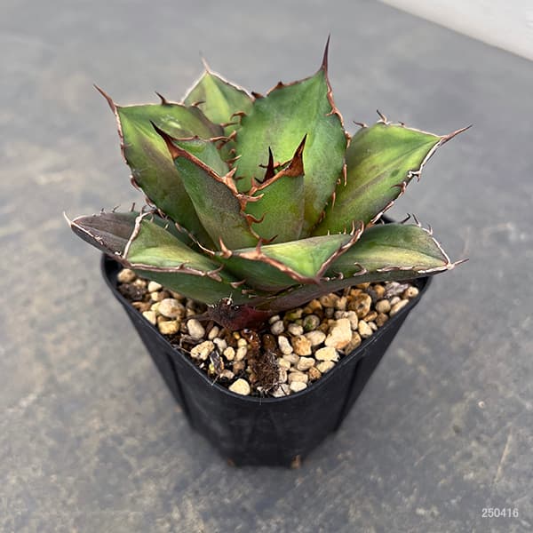 園芸ネット本店｜アガベ：チタノタ 雷王 3号ポット の通販【公式】