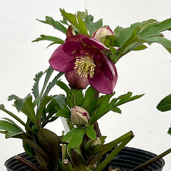 園芸ネット本店｜若泉ファームさんのクリスマスローズ：26-34