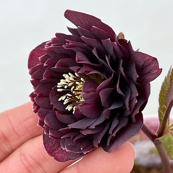 園芸ネット本店｜吉田園芸さんのクリスマスローズ：超多弁交配26-10