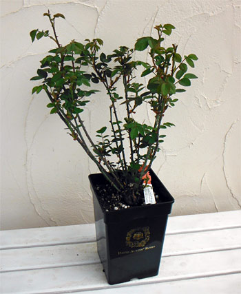 園芸ネット本店｜イングリッシュローズ デビッド・オースチン