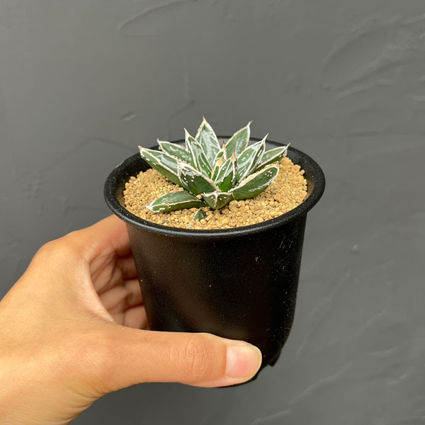 園芸ネット本店｜アガベ：姫笹の雪 2.5号鉢植え* の通販【公式】