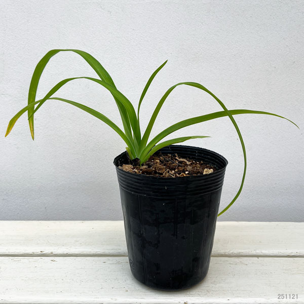 園芸ネット本店｜ヤブカンゾウ（藪萱草） 3号ポット の通販【公式】