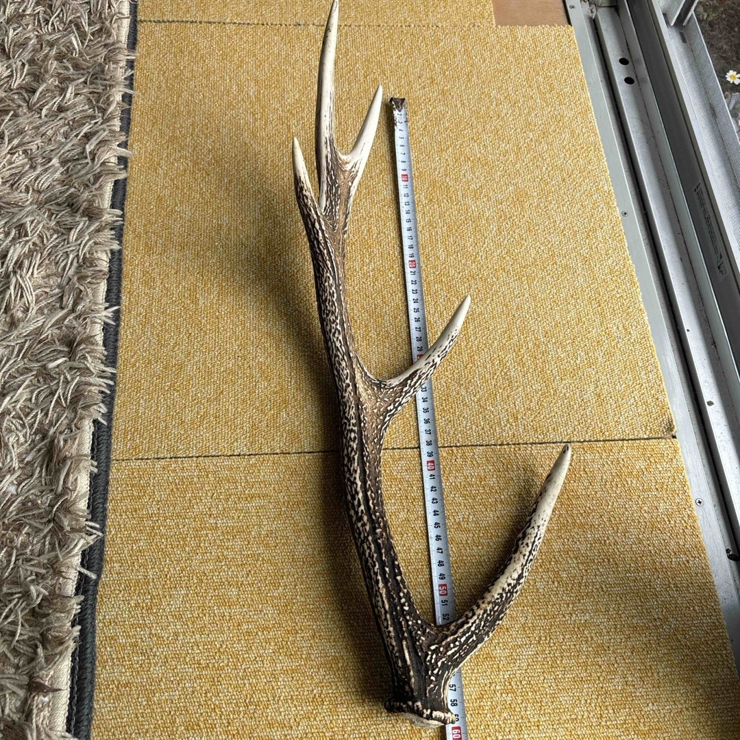 鹿の角 しかのつのの通販 by まり29's shop｜ラクマ