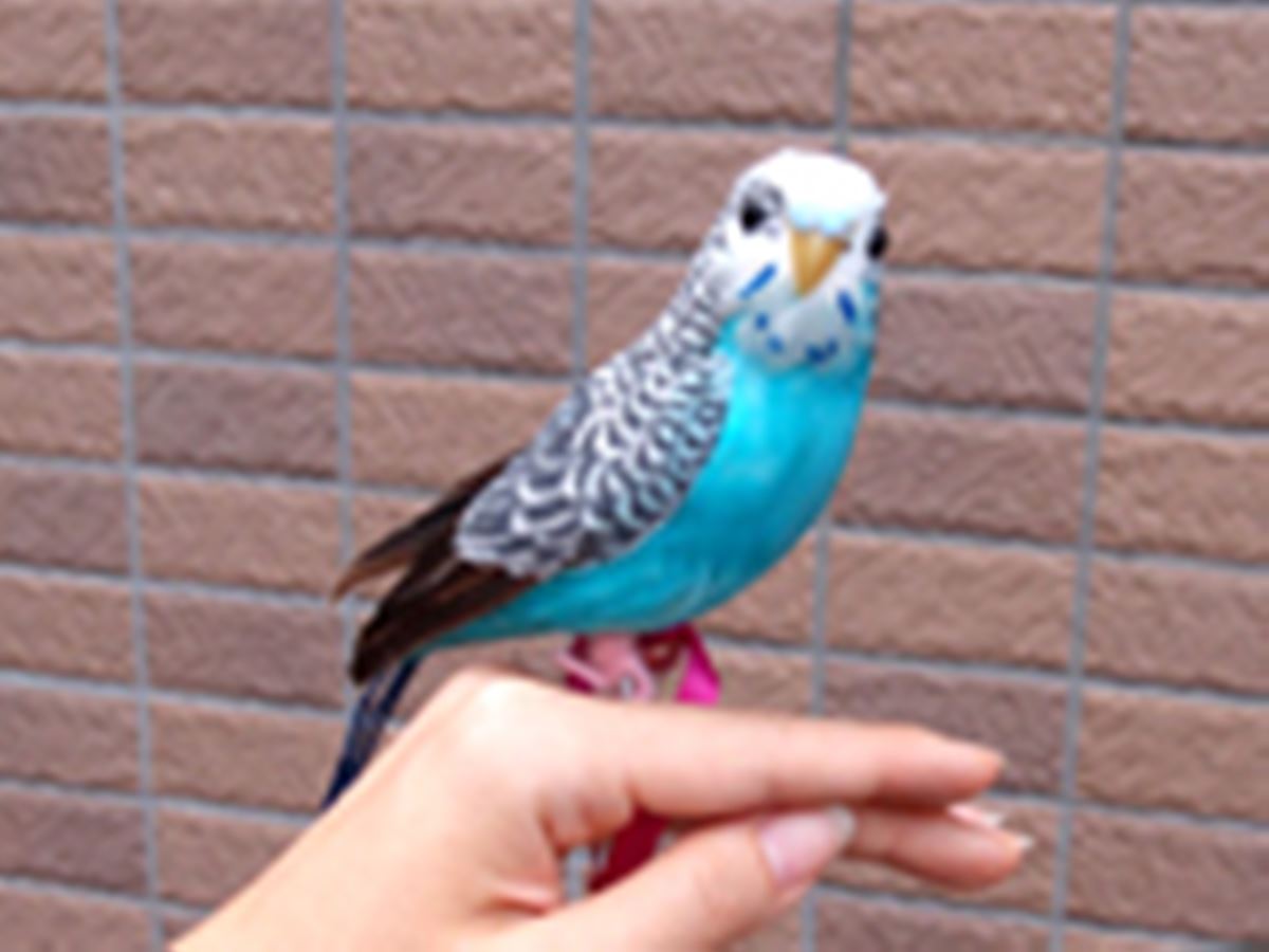 ビックリするほど本物そっくり！超リアルな「鳥のオブジェ」 - 価格