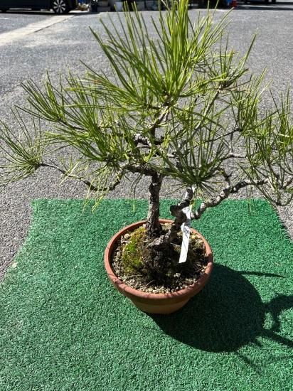 黒松盆栽（大） - イカサ緑地株式会社