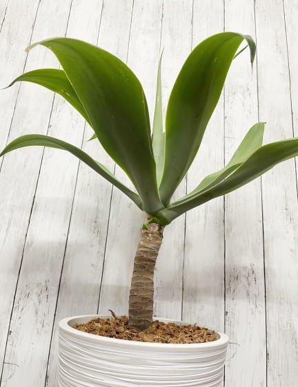 アガベ・アテナータ | ホワイト鉢セット - 観葉植物・多肉植物の販売