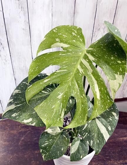 斑入りモンステラ | タイコンステレーション - 観葉植物・多肉植物の