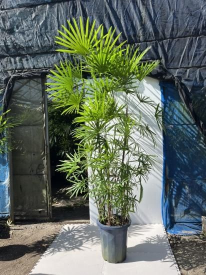 棕櫚竹 シュロチク 10号鉢 195㎝ - nanpofarm 花いち