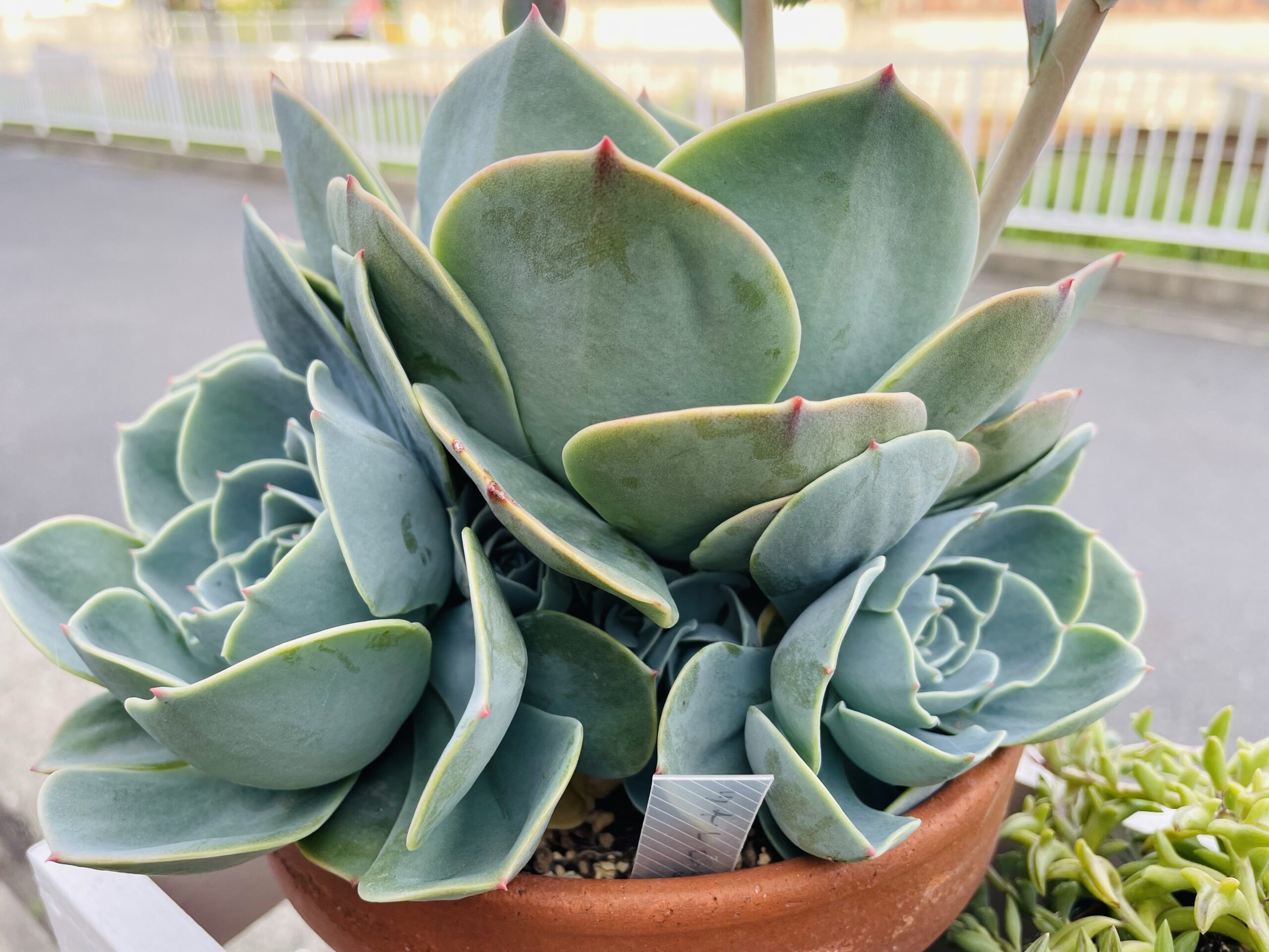 多肉植物 七福神 お世話 多肉植物初心者 1年間の成長記録 | Coo!ブログ