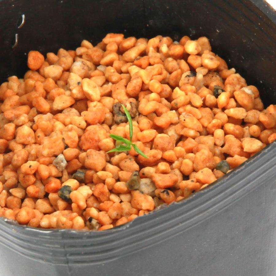 山野草）テンナンショウ（天南星）模様葉ホロテンナンショウ Sサイズ