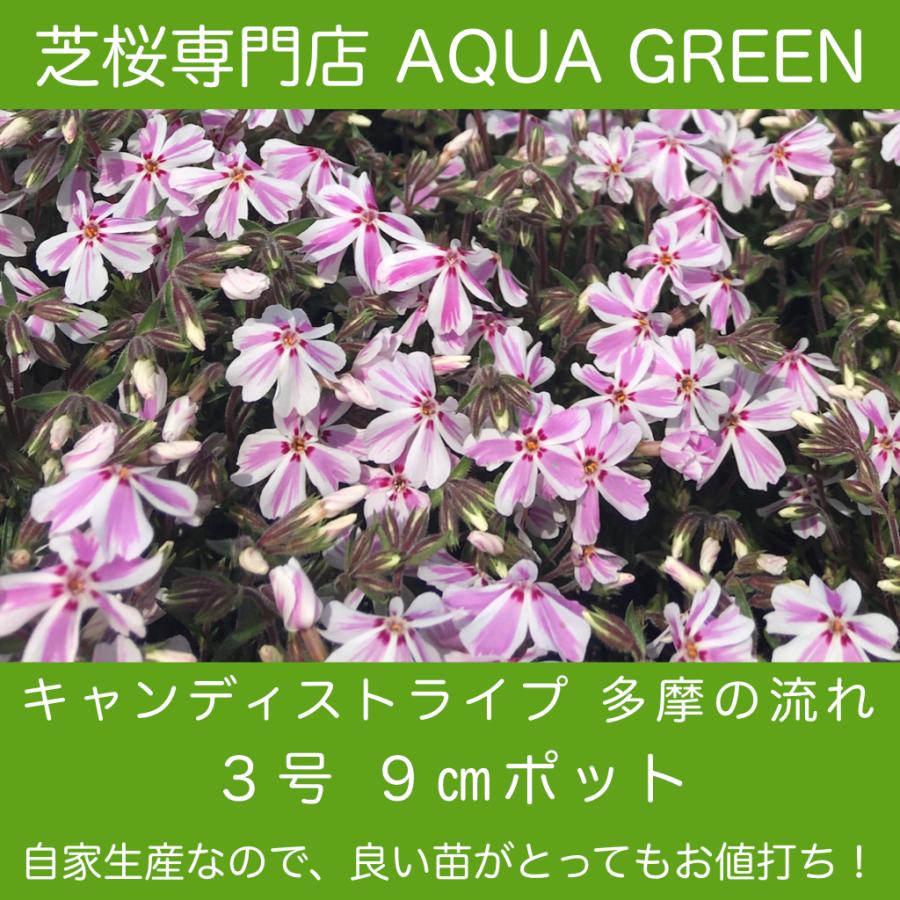 芝桜（シバザクラ）キャンディストライプ（多摩の流れ）1株 9センチ3