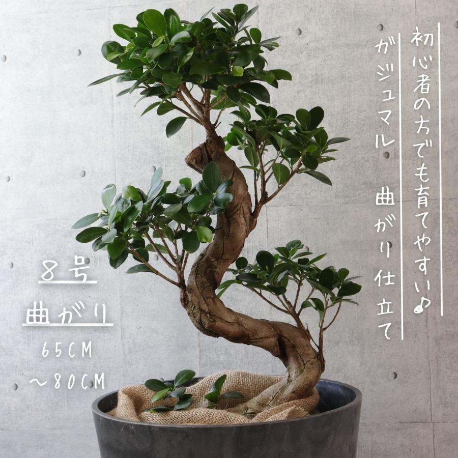 ガジュマル 8号 フィカス 曲がり 仕立て 盆栽仕立て 昇り龍 幹太 ゴム