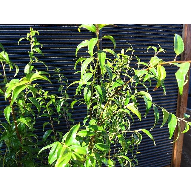 ハイノキ 株立 樹高1.8m前後 露地苗 シンボルツリー 常緑樹 : ガーデン