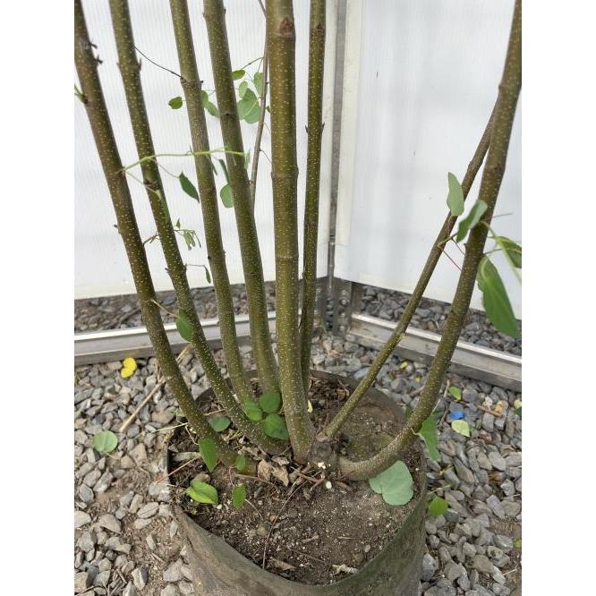 桂 カツラの木 8本株立ち 約2.5m 現品発送 豪華株 特大株 大苗 植木