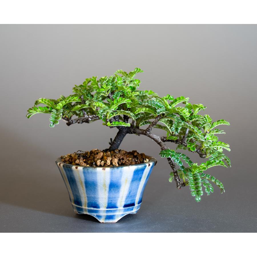 豆盆栽 イソザンショウ盆栽 磯山椒（いそざんしょう・ミニ盆栽 磯山椒