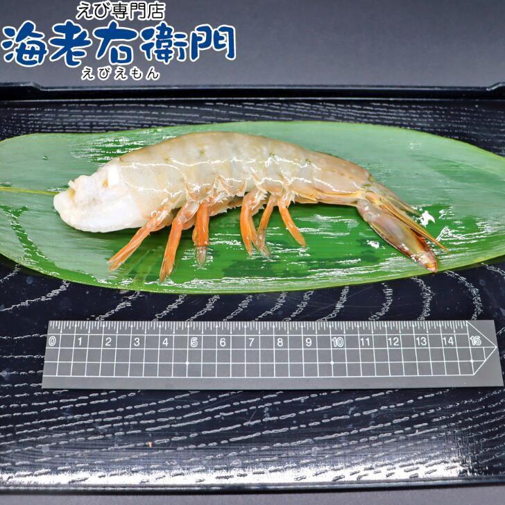 超特大サイズ 約40-45本入り 天然ホワイト 無頭えび 8/12 (212) 900g