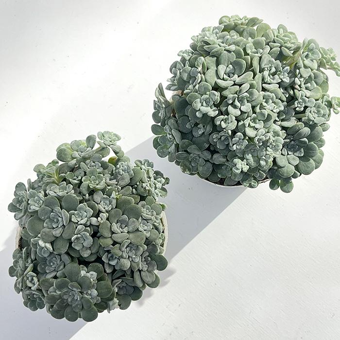 日本花キ流通 多肉植物 seセダム スパスリフォリウム ケープブランコ