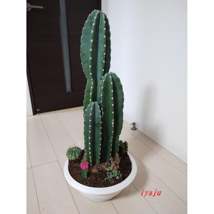 柱サボテン 11号（1225） 寄せ植え オシャレな観葉植物 ドライ