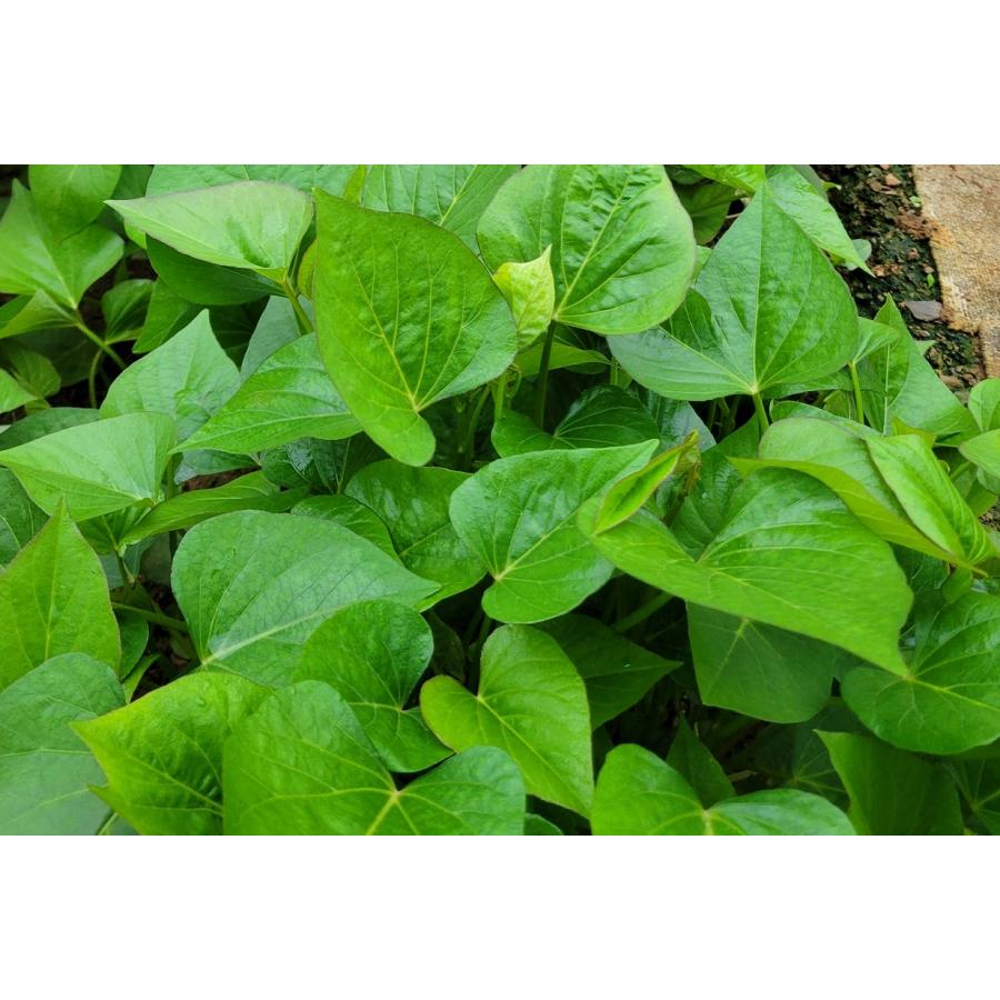 2026年度 予約受付中 べにはるか苗 10本 丈夫な苗 PVP登録品種