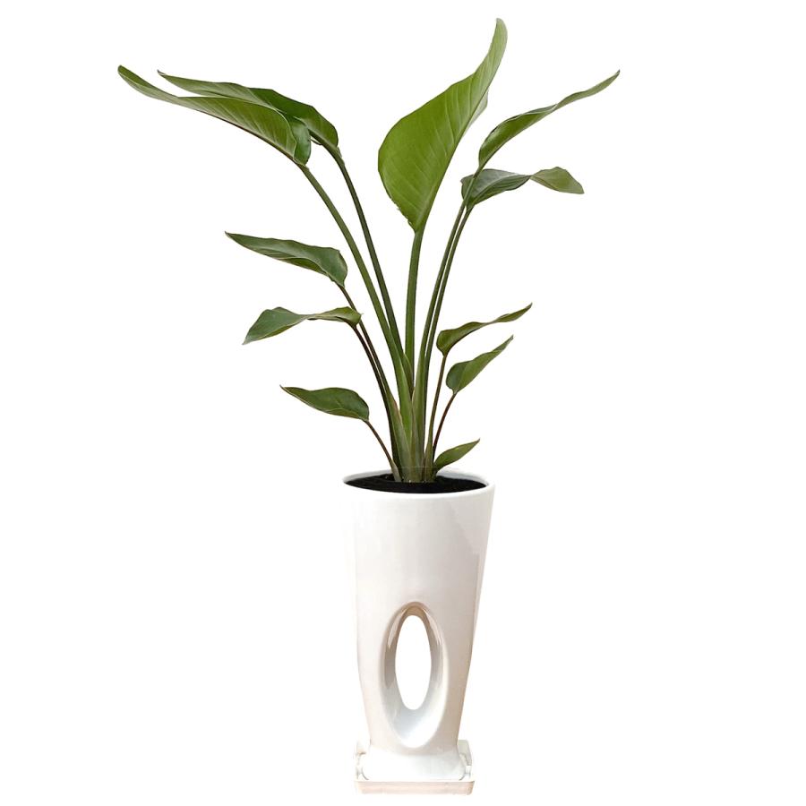 観葉植物 ストレリチア・オーガスタ 7号穴高陶器鉢 おしゃれ : 観葉