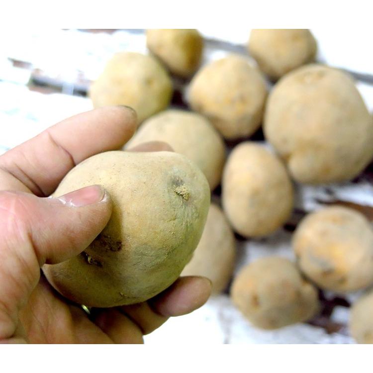 じゃがいも 種芋 種イモ 送料無料 インカのめざめ 種芋10kg 北海道産
