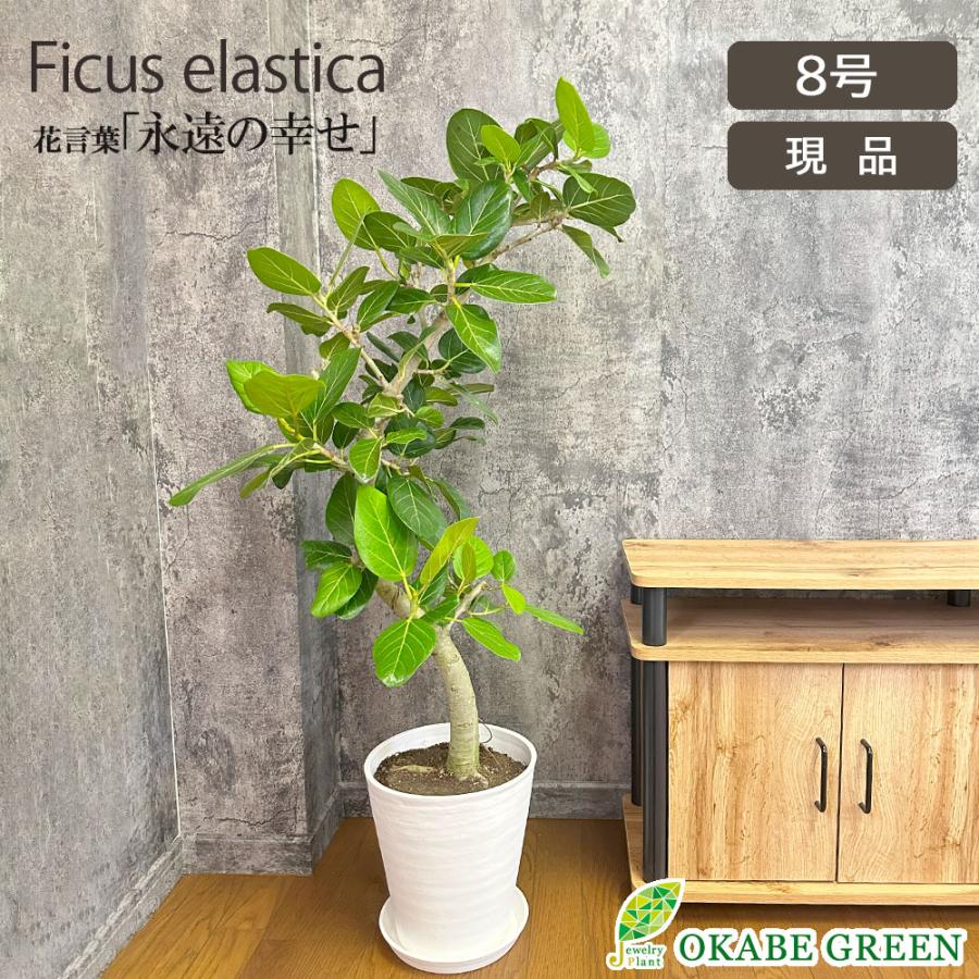 観葉植物 おしゃれ ゴムの木 ベンガレンシス 幹曲がり 現品 8号 白