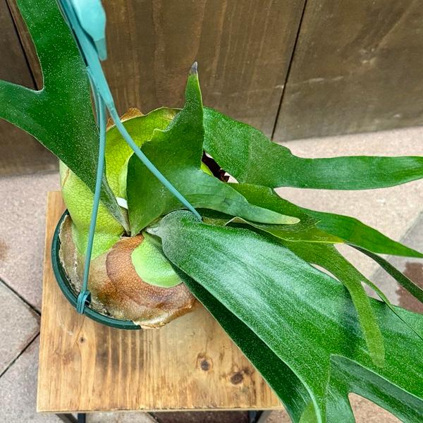 観葉植物：ビカクシダ コウモリラン アルキコルネ*アルシコルネ 5号