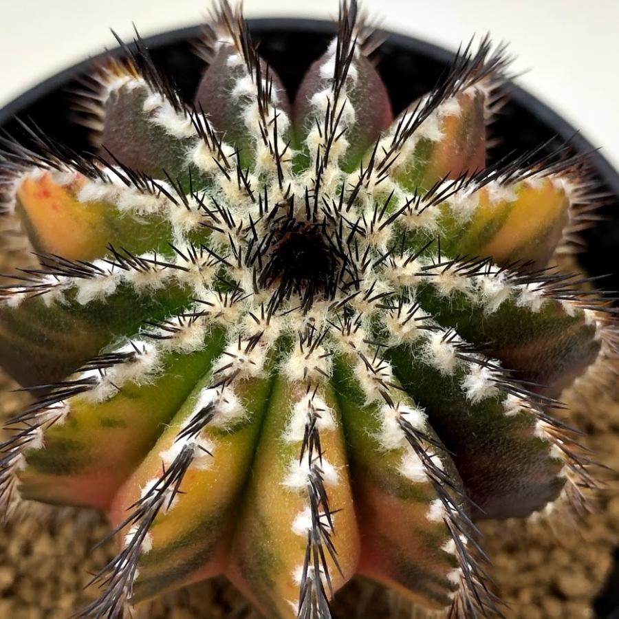 サボテン：ユーベルマニア ペクチニフェラ錦 実生*幅5cm 現品！一品