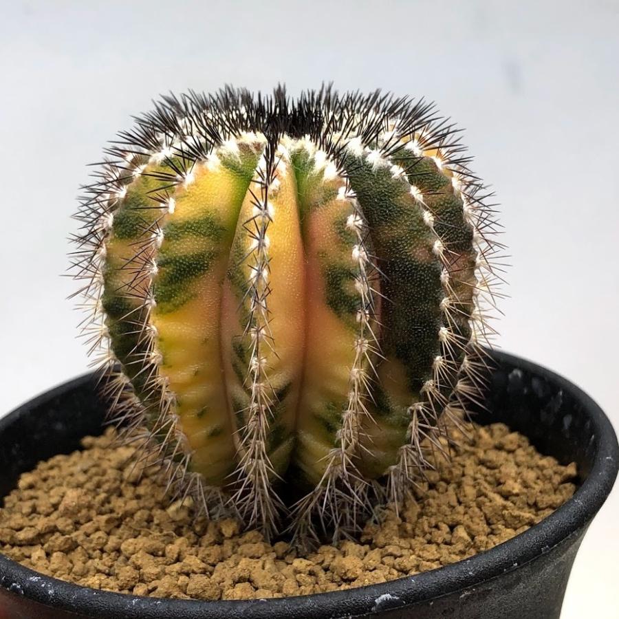 サボテン：ユーベルマニア ペクチニフェラ錦 実生*幅5cm 現品！一品