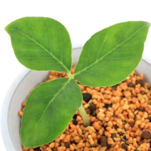 山野草）テンナンショウ（天南星）模様葉ホロテンナンショウ Sサイズ