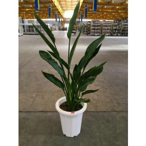 ITANSE ストレリチア レギネ 極楽鳥花 観葉植物 7号鉢/1個売り 観葉