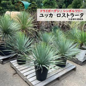 観葉植物 ユッカ グロリオサ バリエガータ 幹上げ48センチ インテリア