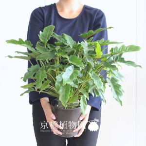 現品】パキポディウム・ゲアイー 1本立 6号 黒鉢（2） : 花のアリマツ