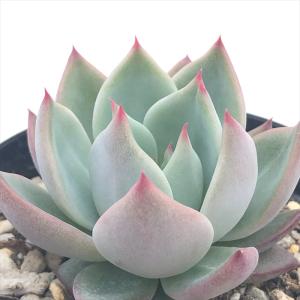 日本花キ流通 多肉植物 sdユーフォルビア カメレオン ヘルメット 多肉