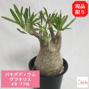 多肉植物）一点物 パキポディウム グラキリス 現地株 発根確認済み 3