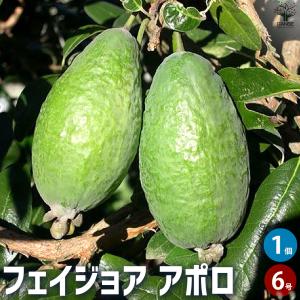 シマトネリコ 10本株立ち 約2.1m 現品発送 豪華株 特大株 植木苗木大苗