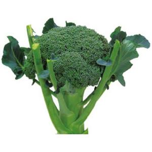 SK9-099 ブロッコリー種子 ペレット5000粒 【野菜種子】【サカタのタネ