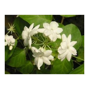 ジャスミン 一重咲き（5寸鉢植え） マツリカ ピカケ 苗 : 日本花卉