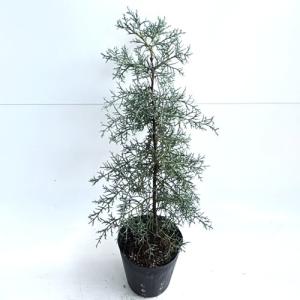 コニファー 『 ブルーアイス 』 12cm〜15cmポット苗 : 花と緑の専門店