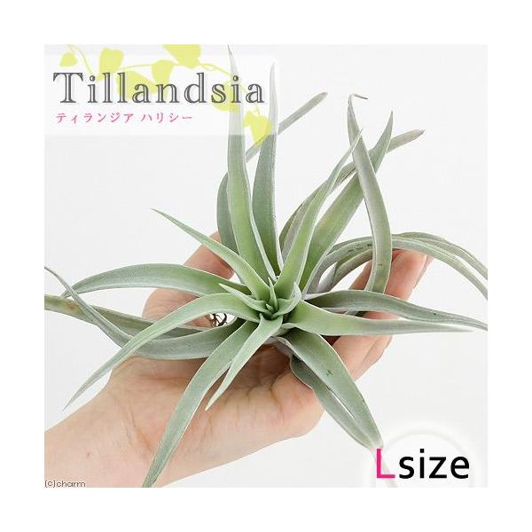 チャーム（charm） （観葉植物）エアープランツ チランジア ハリシー
